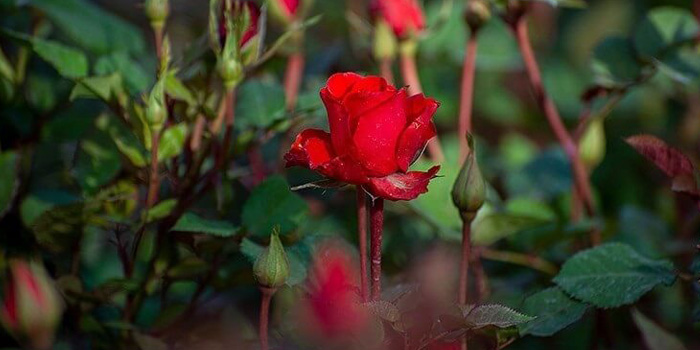 خرید گل برای مراسمات و مناسبت های خاص