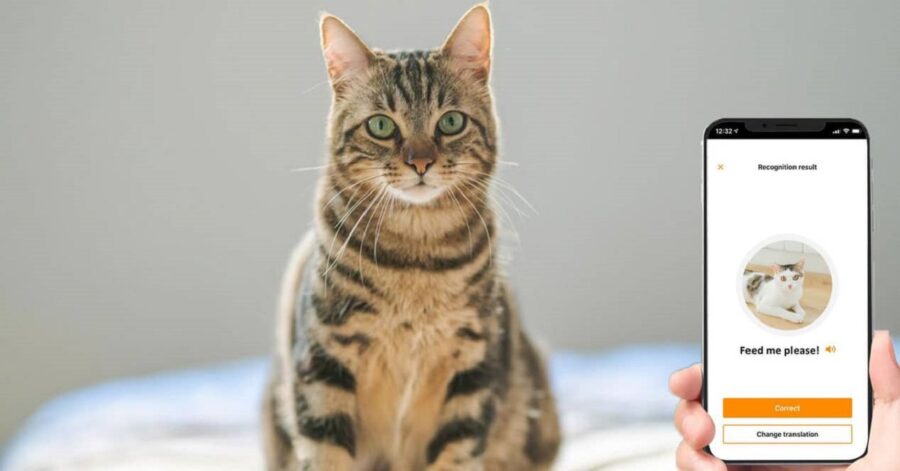 ترجمه صدای گربه با اپلیکیشن MeowTalk ؛ با گربه خود مکالمه کنید!