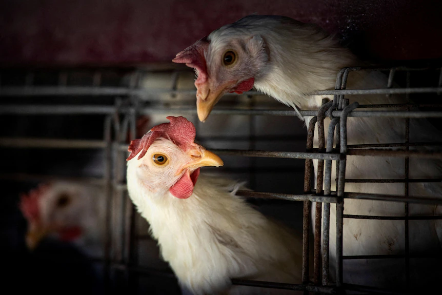 جهش خطرناک ویروس آنفلوانزای پرندگان در چین