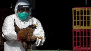 نگرانی دانشمندان از جهش خطرناک ویروس آنفلوانزای پرندگان در چین