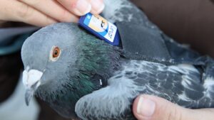 کبوترهای نامه‌رسان در انتقال اطلاعات سریعتر از اینترنت هستند! [+ویدیو]