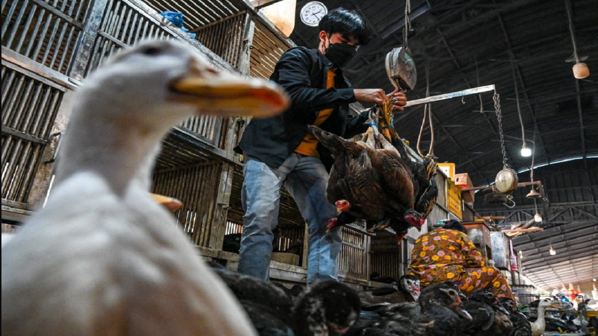 مقاوم‌سازی مرغ‌ها در برابر آنفولانزای پرندگان با فناوری ویرایش ژن کریسپر!