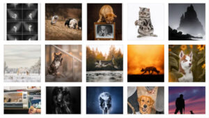 برندگان مسابقه عکاسی حیوانات خانگی 2023 معرفی شدند