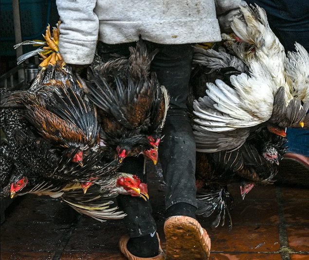 مقاوم‌سازی مرغ‌ها در برابر آنفولانزای پرندگان با فناوری ویرایش ژن کریسپر!