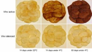 تولید چیپس غیرسرطان زا با دستکاری ژنتیکی سیب‌زمینی